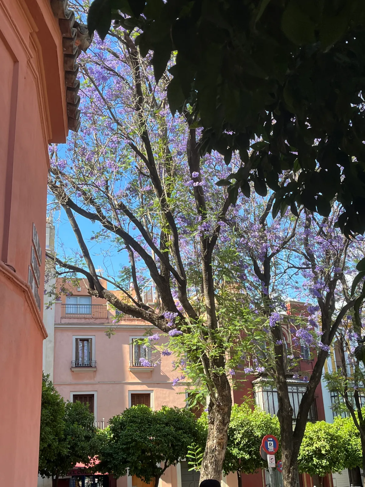 Jacaranda in bloom over a Seville square